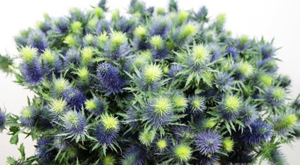 ERYNGIUM THISTLE SUPERNOVA BLUE